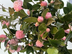 株式会社Wall インフォメーション