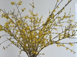 株式会社Wall インフォメーション