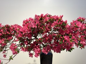 株式会社Wall インフォメーション